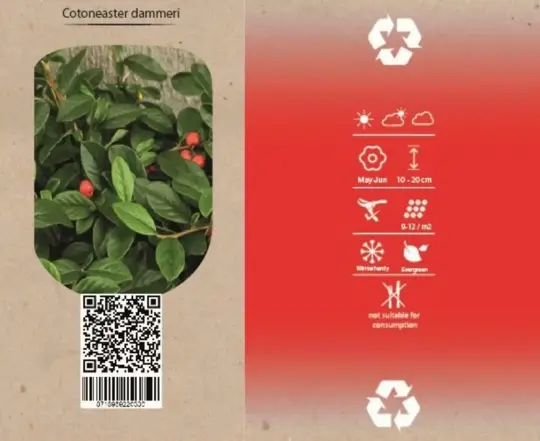 Dwergmispel - P9cm - afbeelding 4