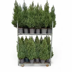 Dwergspar/Canadese Spar - H110/120 - afbeelding 2