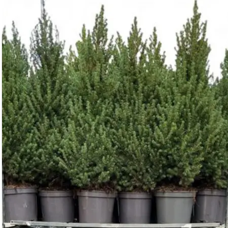 Dwergspar/Canadese Spar - H110/120 - afbeelding 1