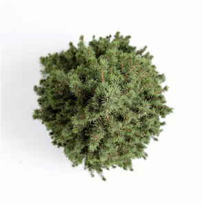 Dwergspar/Canadese Spar - H40/50 - afbeelding 4