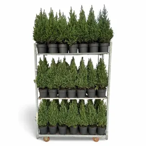 Dwergspar/Canadese Spar - H80cm - afbeelding 2