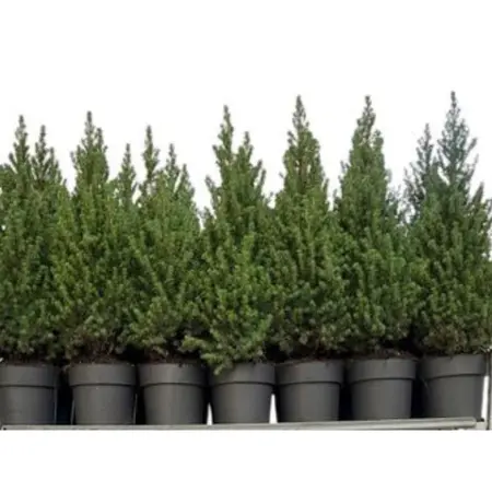 Dwergspar/Canadese Spar - H80cm - afbeelding 1