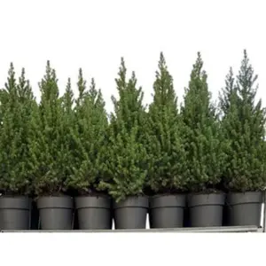 Dwergspar/Canadese Spar - H80cm - afbeelding 1