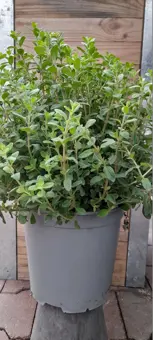 Echte Marjolein - P19cm - afbeelding 1