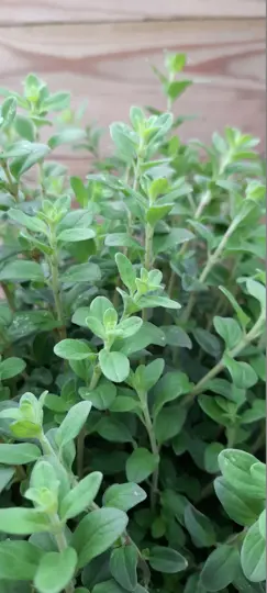 Echte Marjolein - P19cm - afbeelding 2