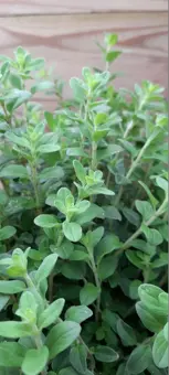 Echte Marjolein - P19cm - afbeelding 2