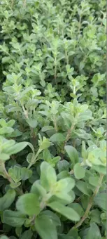 Echte Marjolein - P19cm - afbeelding 3