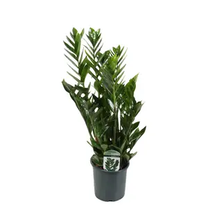 Emerald Palm - P 17cm