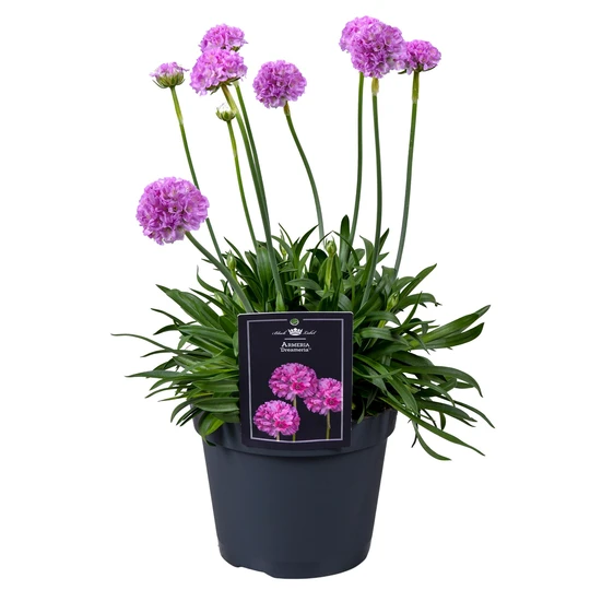 Engels Gras 'Sweet Dreams' - P15cm