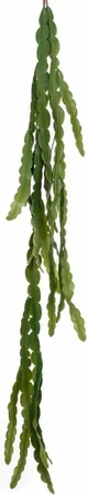 EPIPHYLLUM HANGING BUSH 110CM