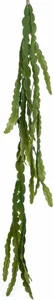 EPIPHYLLUM HANGING BUSH 110CM