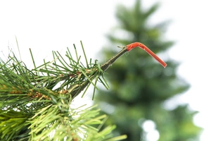 Ermineton Pine - H210cm - afbeelding 4