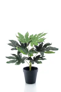 FATSIA IN PLASTIC POT 30CM/9LVS