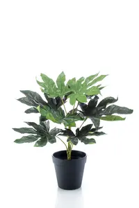 Fatsia In Plastic Pot 30Cm/9Lvs