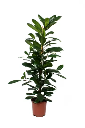 Ficus cyathistipula - P21cm - afbeelding 1