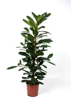 Ficus cyathistipula - P21cm - afbeelding 2