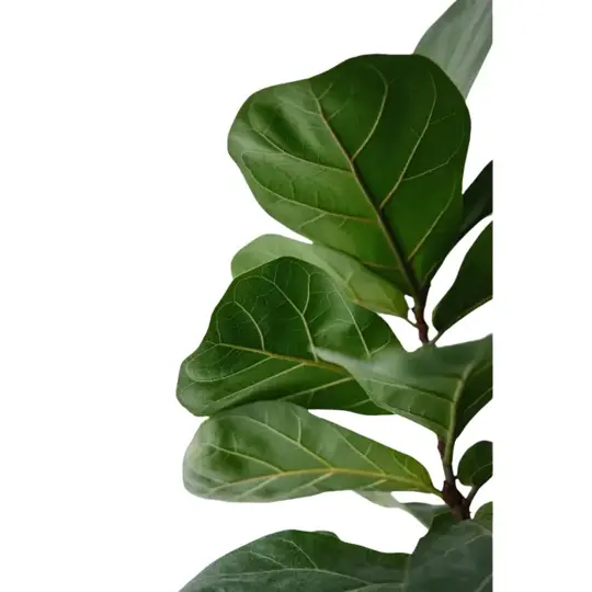 Ficus Lyrata - P12cm - afbeelding 2