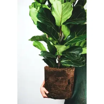 Ficus Lyrata - P12cm - afbeelding 3