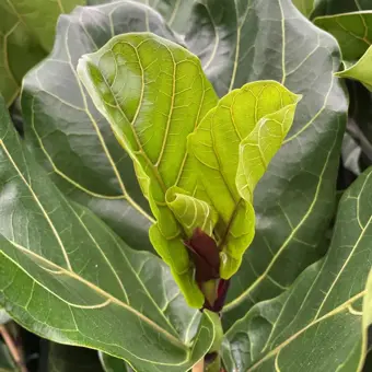 Ficus Lyrata - P12cm - afbeelding 4