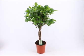 Ficus Moclame Stam - P17cm - afbeelding 3