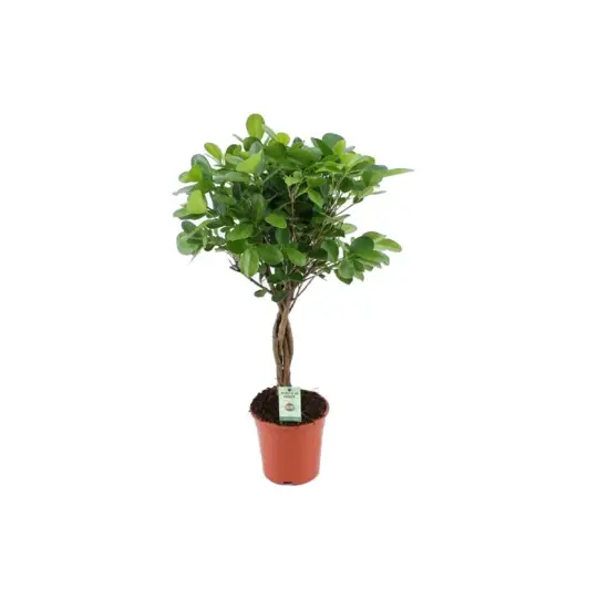Ficus Moclame Stam - P17cm - afbeelding 1