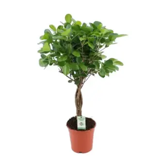 Ficus Moclame Stam - P17cm - afbeelding 2
