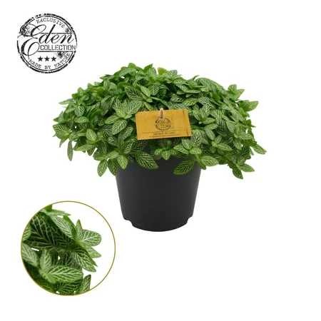 Fittonia