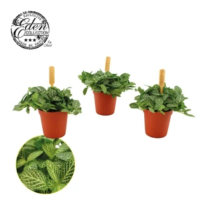 Fittonia Verschaffeltii