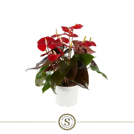 Flamingoplant 'Coral Champion - P17cm