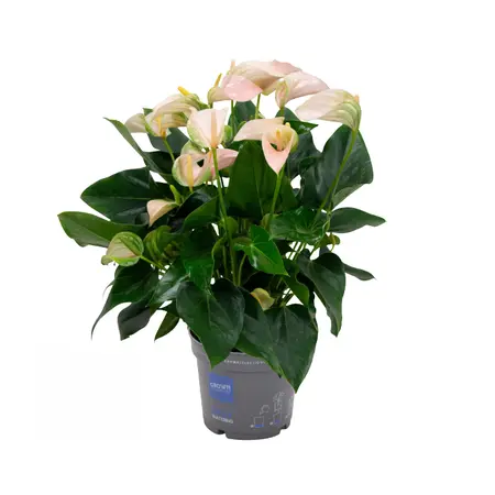 Flamingoplant 'Joli Peach' - P 17 cm - afbeelding 1