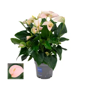 Flamingoplant 'Joli Peach' - P 17 cm - afbeelding 2