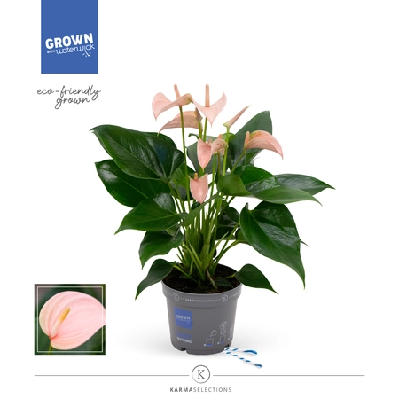 Flamingoplant 'Joli Peach' - P12cm - afbeelding 3