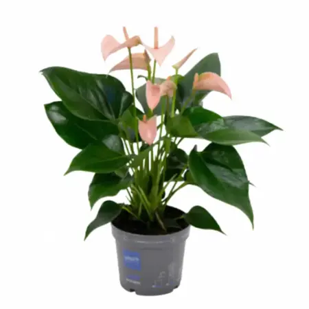 Flamingoplant 'Joli Peach' - P12cm - afbeelding 1