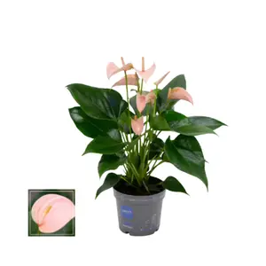Flamingoplant 'Joli Peach' - P12cm - afbeelding 2
