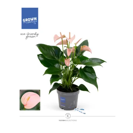 Flamingoplant 'Joli Peach' - P12cm - afbeelding 4