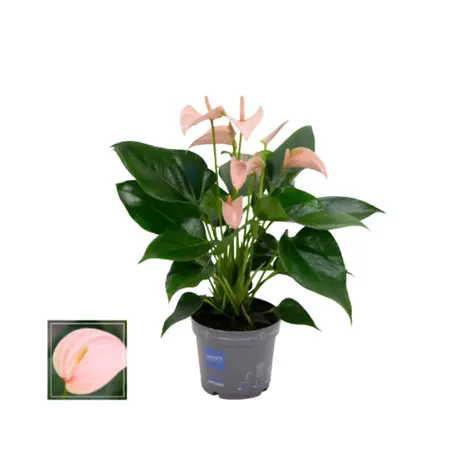 Flamingoplant 'Joli Peach' - P12cm - afbeelding 5