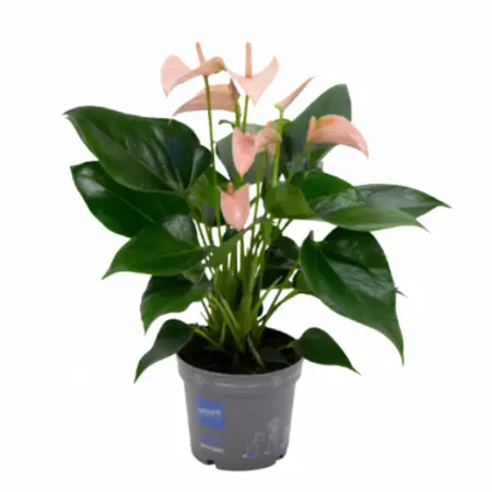 Flamingoplant 'Joli Peach' - P12cm - afbeelding 6
