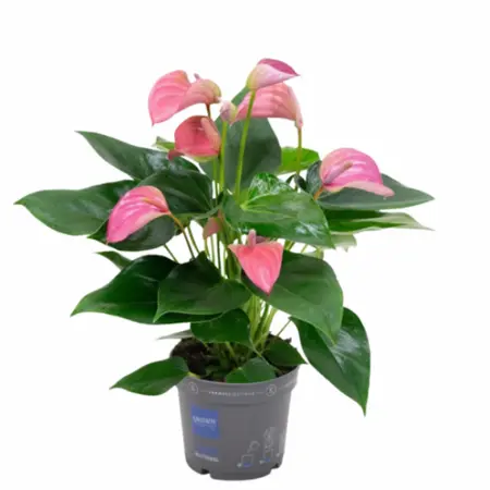 Flamingoplant 'Joli Pink' - P 17 cm - afbeelding 1