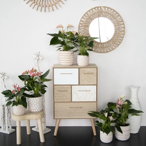 Flamingoplant 'Joli Pink' - P17cm - afbeelding 4