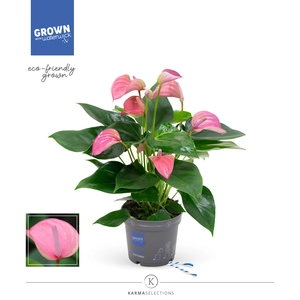 Flamingoplant 'Joli Pink' - P17cm - afbeelding 3