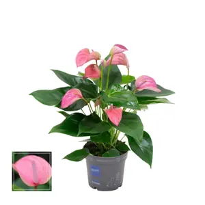 Flamingoplant 'Joli Pink' - P17cm - afbeelding 3