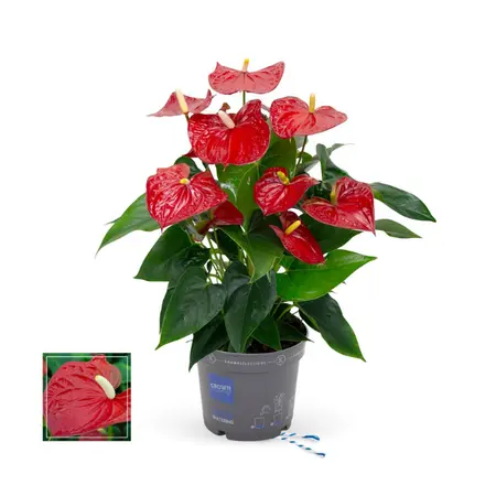 Flamingoplant 'Karma Picanta Red' - P17cm