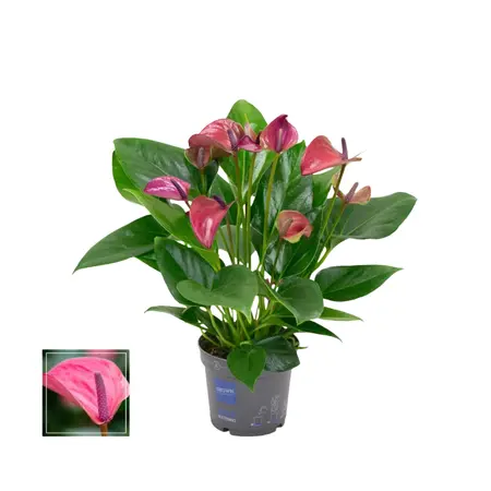 Flamingoplant 'Karma Purple' - P12cm - afbeelding 2
