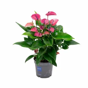 Flamingoplant 'Karma Purple' - P17cm - afbeelding 1