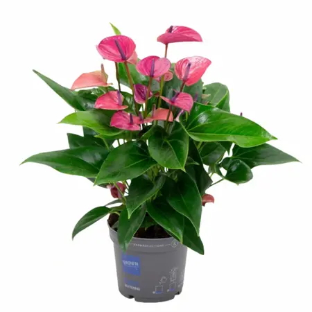 Flamingoplant 'Karma Purple' - P17cm - afbeelding 4