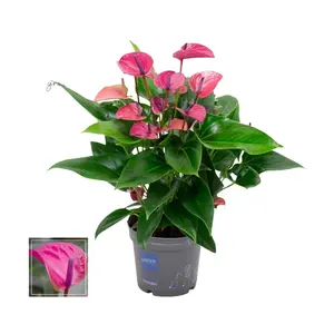 Flamingoplant 'Karma Purple' - P17cm - afbeelding 6