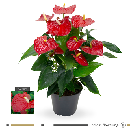 Flamingoplant 'Karma Red' - P17cm - afbeelding 2