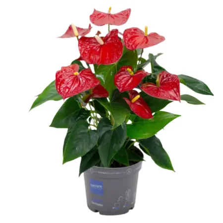 Flamingoplant 'Karma Red' - P17cm - afbeelding 1