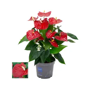 Flamingoplant 'Karma Red' - P 17 cm - afbeelding 2