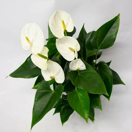 Flamingoplant 'Karma White Compact' - afbeelding 4